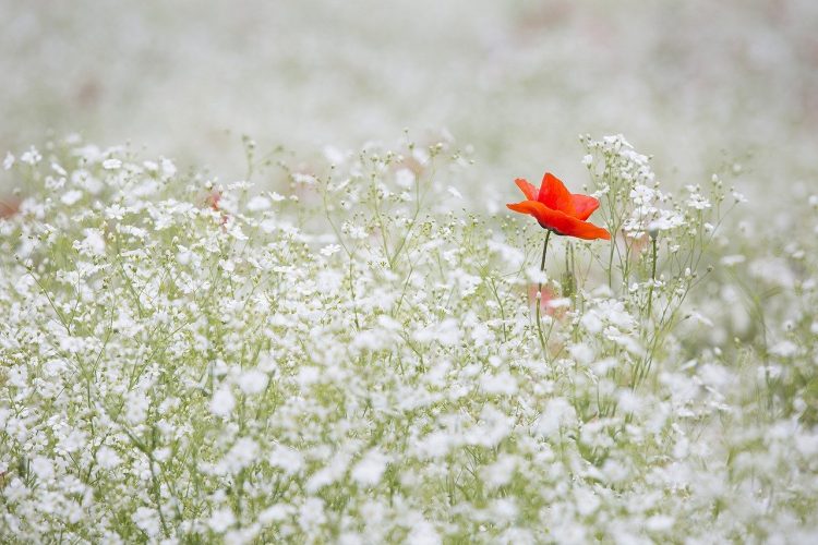 With the arrival of spring, not only does the weather become milder, but the flowers that bloom in this season make our day and night pleasant.