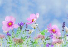 Decorate Your Home with Spring Flowers With the arrival of spring, not only does the weather become milder, but the flowers that bloom in this season make our day and night pleasant.