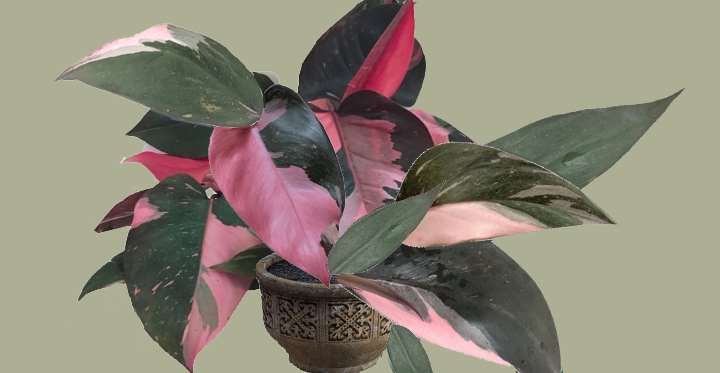 Is the Pink Princess Philodendron Rare?