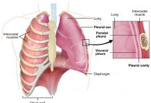 Useful Mesothelioma Abbreviations and Glossary Mesothelioma Abbreviations and Glossary