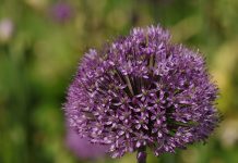 How do you get the health benefits of allium? How do you get the health benefits of allium as well as Cruciferous Vegetables?Â