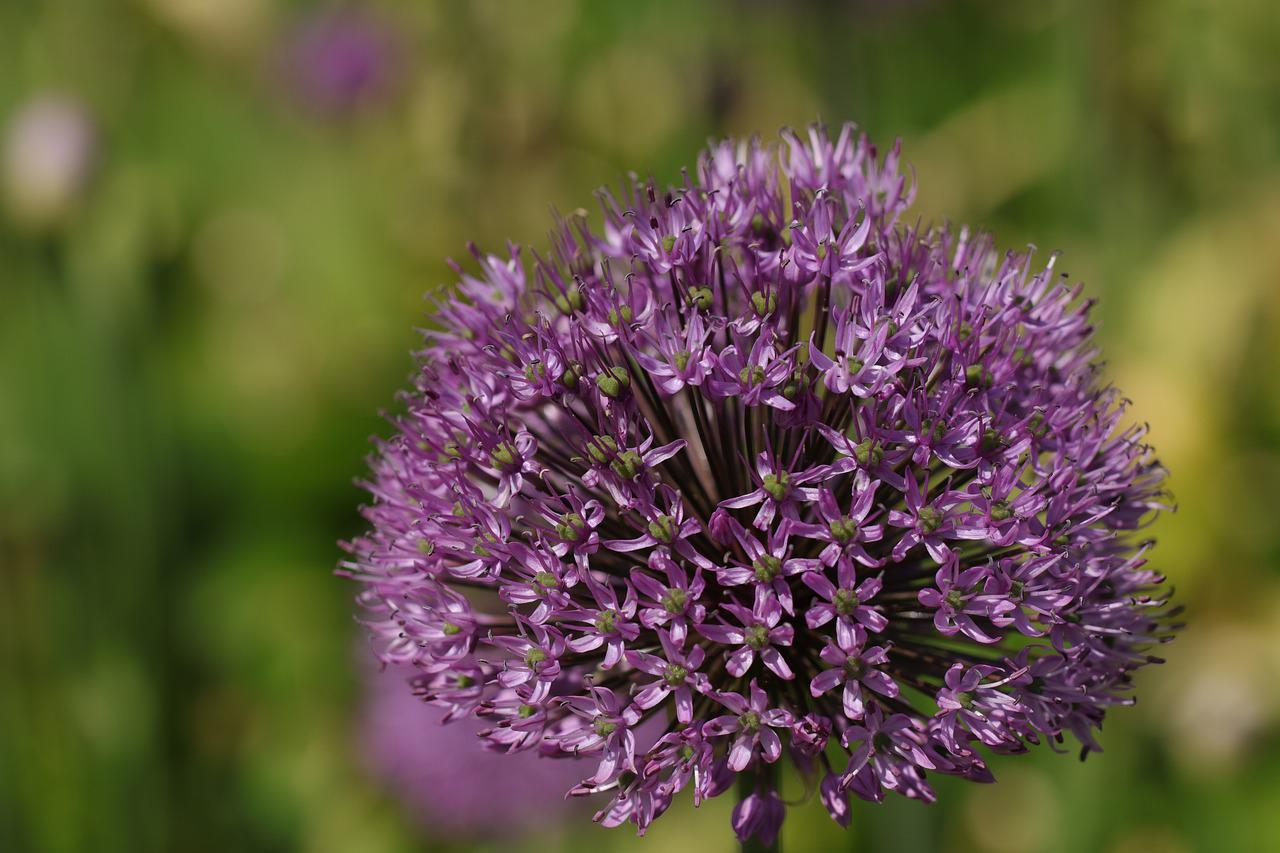 How do you get the health benefits of allium as well as Cruciferous Vegetables? 