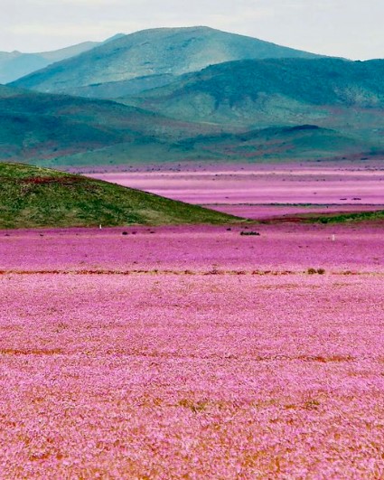 Chile's Atacama Desert, one of the driest places on Earth experiences periodic blooms of flowers due to occasional rains.