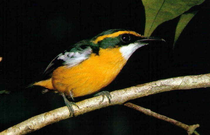 The brightly colorful Yellow-breasted Boatbill (Machaerirhynchus flaviventer) is an active feeder, found in the middle and upper strata of the lower-altitude rainforests in northeastern Queensland.