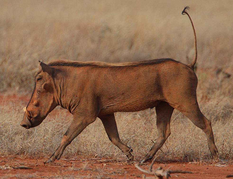 The desert warthog (Phacochoerus aethiopicus) is an animal of the Cape Dutch, Vkulubu of the Matabele, and Kolobe of the Bechuanas,